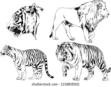 vector drawings sketches different predator , tigers lions cheetahs and leopards are drawn in ink by hand , objects with no background