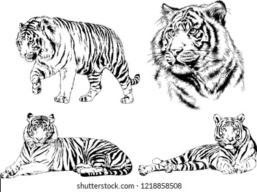 vector drawings sketches different predator , tigers lions cheetahs and leopards are drawn in ink by hand , objects with no background