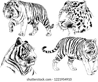 vector drawings sketches different predator , tigers lions cheetahs and leopards are drawn in ink by hand , objects with no background
