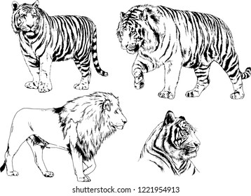 vector drawings sketches different predator , tigers lions cheetahs and leopards are drawn in ink by hand , objects with no background