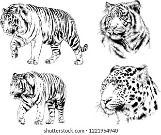 vector drawings sketches different predator , tigers lions cheetahs and leopards are drawn in ink by hand , objects with no background