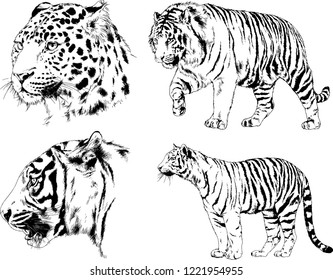 vector drawings sketches different predator , tigers lions cheetahs and leopards are drawn in ink by hand , objects with no background