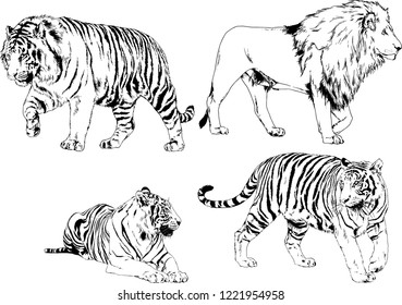 vector drawings sketches different predator , tigers lions cheetahs and leopards are drawn in ink by hand , objects with no background