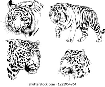 vector drawings sketches different predator , tigers lions cheetahs and leopards are drawn in ink by hand , objects with no background