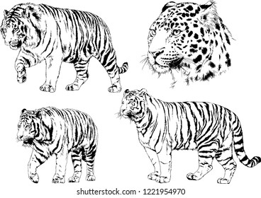 vector drawings sketches different predator , tigers lions cheetahs and leopards are drawn in ink by hand , objects with no background