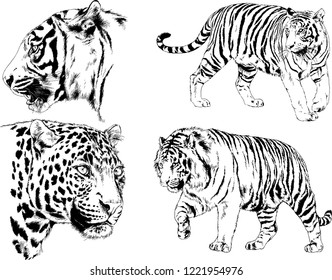 vector drawings sketches different predator , tigers lions cheetahs and leopards are drawn in ink by hand , objects with no background