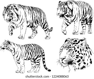 vector drawings sketches different predator , tigers lions cheetahs and leopards are drawn in ink by hand , objects with no background