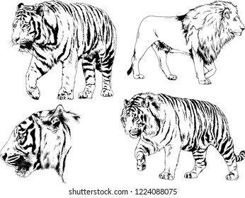 vector drawings sketches different predator , tigers lions cheetahs and leopards are drawn in ink by hand , objects with no background