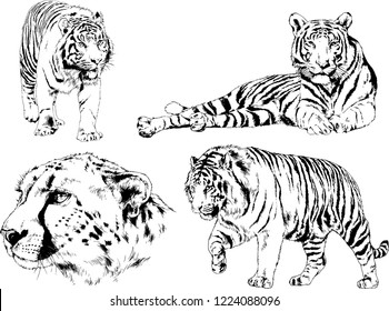 vector drawings sketches different predator , tigers lions cheetahs and leopards are drawn in ink by hand , objects with no background