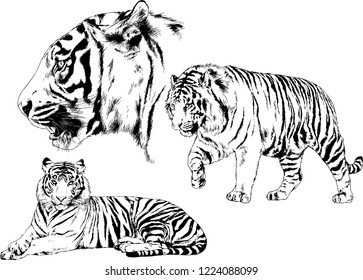 vector drawings sketches different predator , tigers lions cheetahs and leopards are drawn in ink by hand , objects with no background