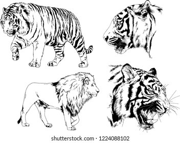 vector drawings sketches different predator , tigers lions cheetahs and leopards are drawn in ink by hand , objects with no background