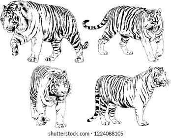 vector drawings sketches different predator , tigers lions cheetahs and leopards are drawn in ink by hand , objects with no background