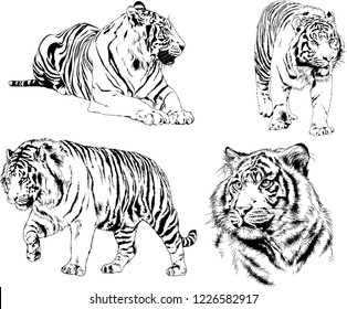 vector drawings sketches different predator , tigers lions cheetahs and leopards are drawn in ink by hand , objects with no background