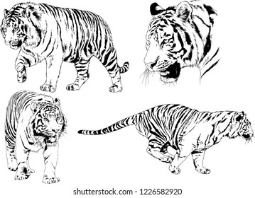 vector drawings sketches different predator , tigers lions cheetahs and leopards are drawn in ink by hand , objects with no background
