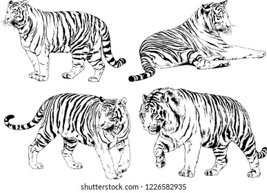 vector drawings sketches different predator , tigers lions cheetahs and leopards are drawn in ink by hand , objects with no background
