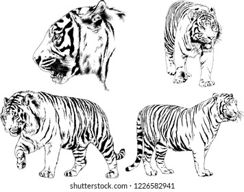 vector drawings sketches different predator , tigers lions cheetahs and leopards are drawn in ink by hand , objects with no background