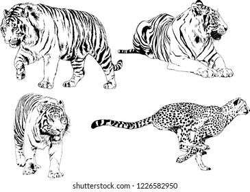 vector drawings sketches different predator , tigers lions cheetahs and leopards are drawn in ink by hand , objects with no background