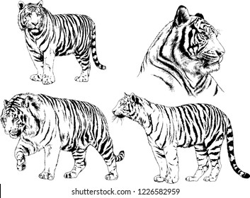 vector drawings sketches different predator , tigers lions cheetahs and leopards are drawn in ink by hand , objects with no background