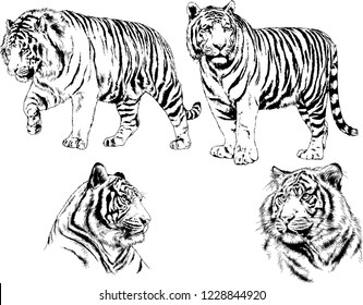 vector drawings sketches different predator , tigers lions cheetahs and leopards are drawn in ink by hand , objects with no background
