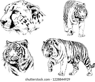 vector drawings sketches different predator , tigers lions cheetahs and leopards are drawn in ink by hand , objects with no background
