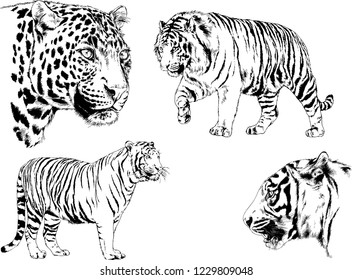 vector drawings sketches different predator , tigers lions cheetahs and leopards are drawn in ink by hand , objects with no background