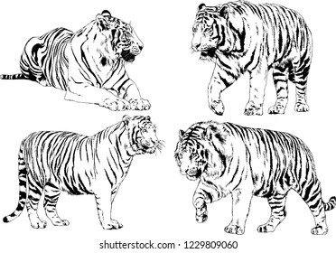 vector drawings sketches different predator , tigers lions cheetahs and leopards are drawn in ink by hand , objects with no background