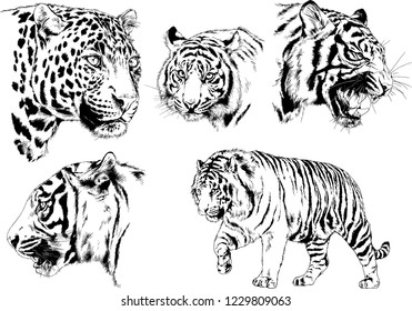 vector drawings sketches different predator , tigers lions cheetahs and leopards are drawn in ink by hand , objects with no background