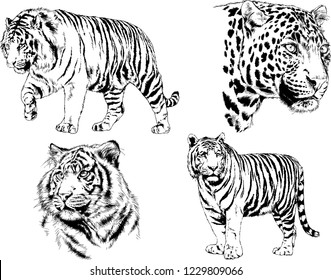 vector drawings sketches different predator , tigers lions cheetahs and leopards are drawn in ink by hand , objects with no background