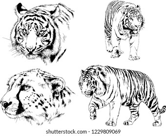 vector drawings sketches different predator , tigers lions cheetahs and leopards are drawn in ink by hand , objects with no background