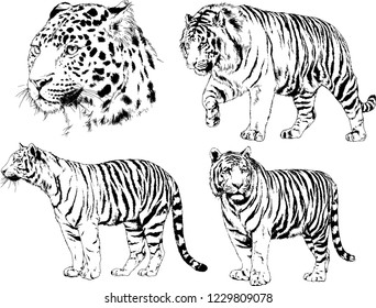 vector drawings sketches different predator , tigers lions cheetahs and leopards are drawn in ink by hand , objects with no background