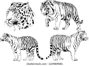 vector drawings sketches different predator , tigers lions cheetahs and leopards are drawn in ink by hand , objects with no background