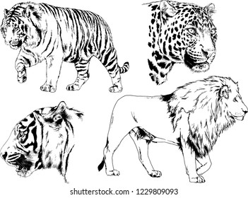 vector drawings sketches different predator , tigers lions cheetahs and leopards are drawn in ink by hand , objects with no background
