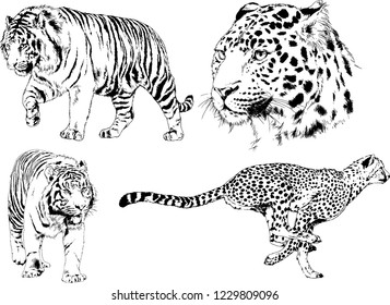 vector drawings sketches different predator , tigers lions cheetahs and leopards are drawn in ink by hand , objects with no background
