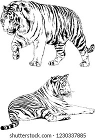 vector drawings sketches different predator , tigers lions cheetahs and leopards are drawn in ink by hand , objects with no background