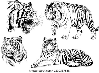 vector drawings sketches different predator , tigers lions cheetahs and leopards are drawn in ink by hand , objects with no background