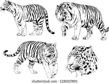 vector drawings sketches different predator , tigers lions cheetahs and leopards are drawn in ink by hand , objects with no background