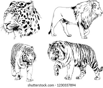 vector drawings sketches different predator , tigers lions cheetahs and leopards are drawn in ink by hand , objects with no background