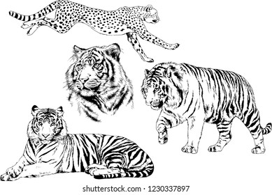 vector drawings sketches different predator , tigers lions cheetahs and leopards are drawn in ink by hand , objects with no background