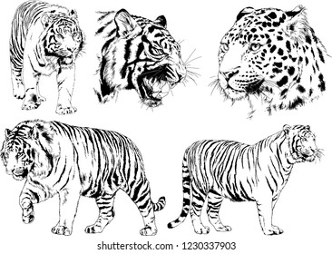vector drawings sketches different predator , tigers lions cheetahs and leopards are drawn in ink by hand , objects with no background