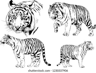 vector drawings sketches different predator , tigers lions cheetahs and leopards are drawn in ink by hand , objects with no background
