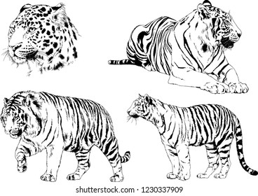 vector drawings sketches different predator , tigers lions cheetahs and leopards are drawn in ink by hand , objects with no background