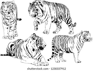 vector drawings sketches different predator , tigers lions cheetahs and leopards are drawn in ink by hand , objects with no background