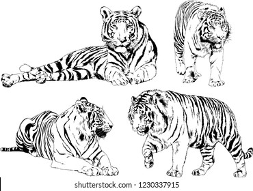 vector drawings sketches different predator , tigers lions cheetahs and leopards are drawn in ink by hand , objects with no background