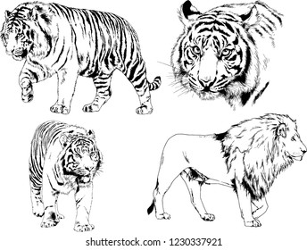 vector drawings sketches different predator , tigers lions cheetahs and leopards are drawn in ink by hand , objects with no background