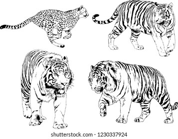 vector drawings sketches different predator , tigers lions cheetahs and leopards are drawn in ink by hand , objects with no background