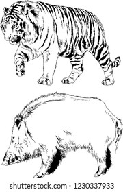 vector drawings sketches different predator , tigers lions cheetahs and leopards are drawn in ink by hand , objects with no background