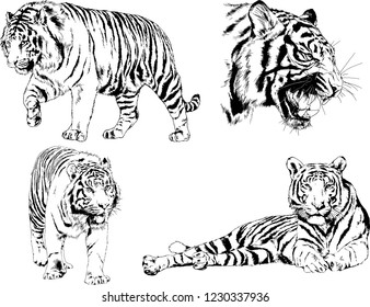 vector drawings sketches different predator , tigers lions cheetahs and leopards are drawn in ink by hand , objects with no background