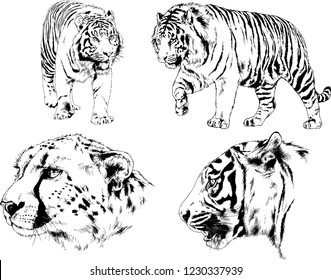 vector drawings sketches different predator , tigers lions cheetahs and leopards are drawn in ink by hand , objects with no background