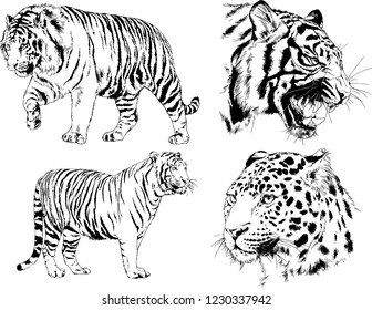 vector drawings sketches different predator , tigers lions cheetahs and leopards are drawn in ink by hand , objects with no background