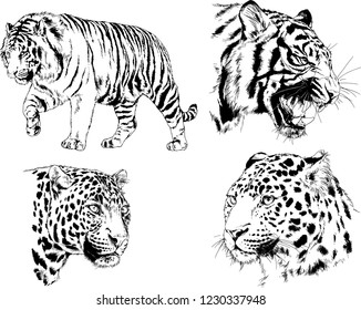 vector drawings sketches different predator , tigers lions cheetahs and leopards are drawn in ink by hand , objects with no background